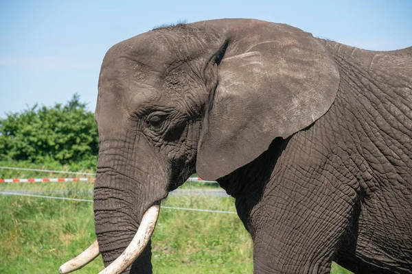 Eine Faszinierende Aufnahme Eines Entzückenden Elefanten — Stockfoto