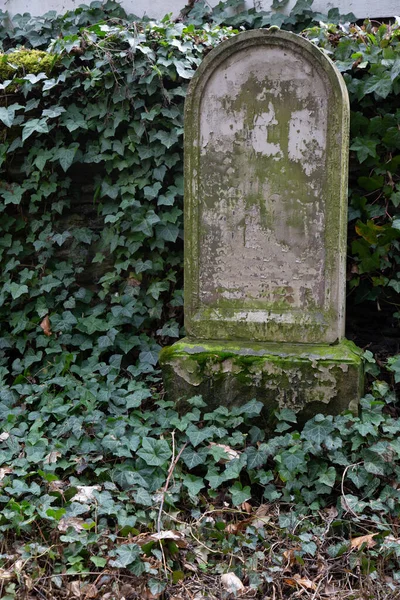 Une Pierre Tombale Avec Lierre Sur Ancien Cimetière — Photo