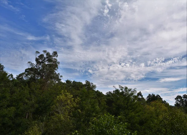 Vacker Natur Höga Gröna Träd Molnig Himmel — Stockfoto