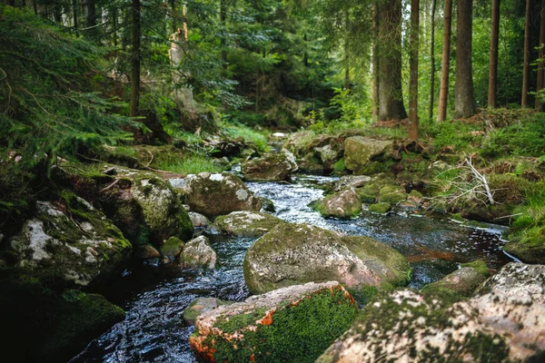 Bílá Hlavní Řeka Lese Německu — Stock fotografie