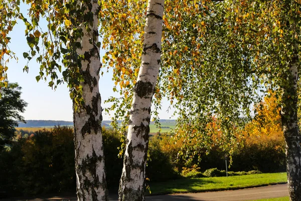 Eine Nahaufnahme Von Birken — Stockfoto