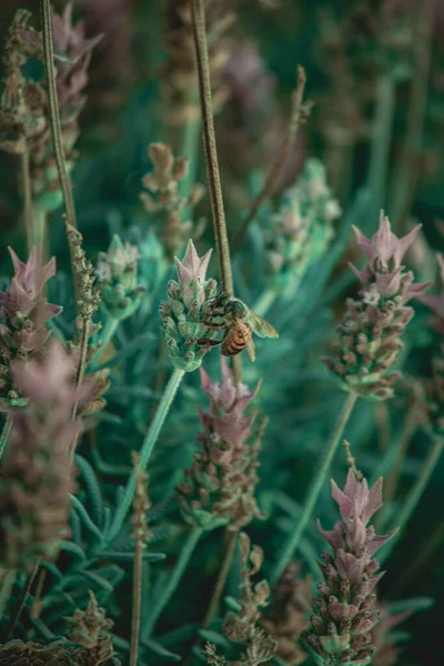 Мягкий Фокус Пчелы Собирающей Нектар Полевых Цветов — стоковое фото
