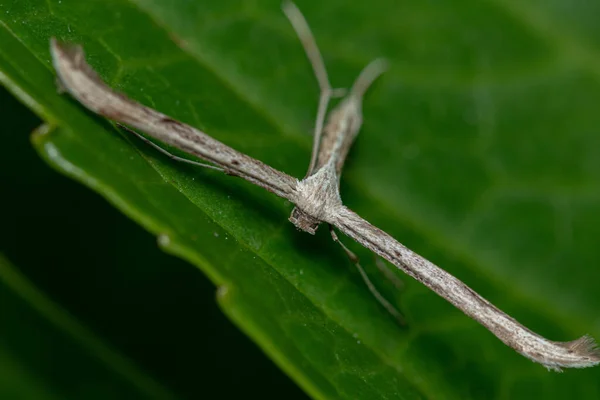 Incrível Macro Shot Pterophoridae Traças Pluma Uma Folha — Fotografia de Stock