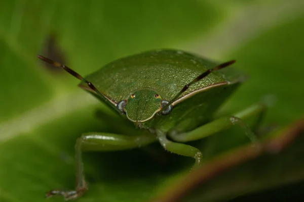 Plan Macro Bug Bouclier Vert Sur Une Feuille — Photo