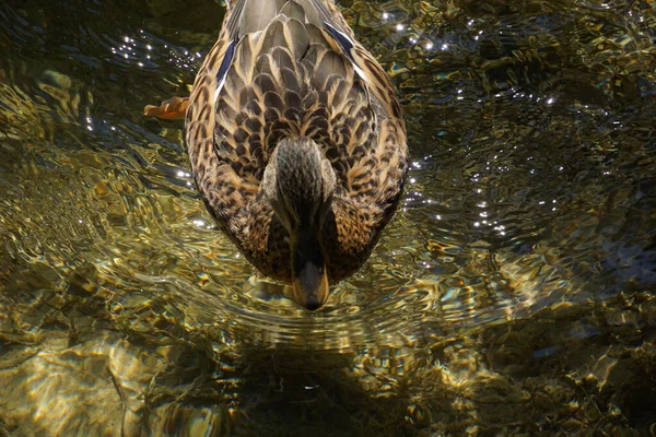 Closeup Shot Duck Floating Water — Stock Photo, Image