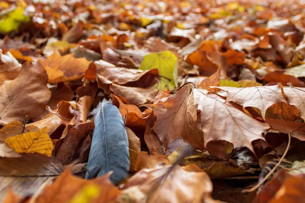 Primer Plano Hojas Secas Otoño Suelo Del Bosque — Foto de Stock