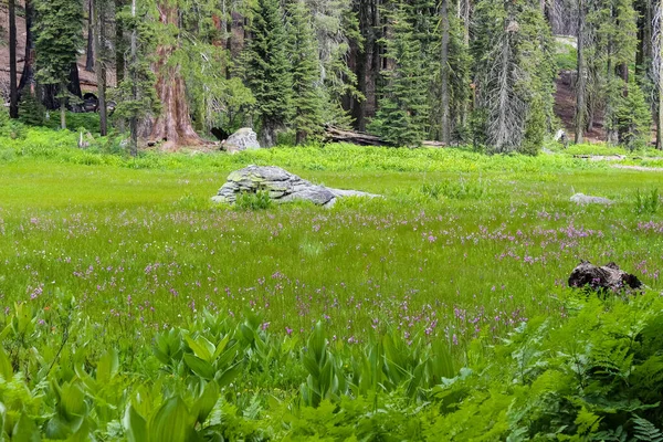 Eine Schöne Aufnahme Des Sequoia Nationalparks Perfekt Für Den Hintergrund — Stockfoto