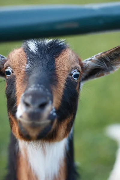 Een Close Van Kleurrijke Schattige Geit — Stockfoto