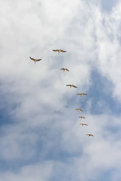 Vertikální Záběr Hejna Ptáků Letících Proti Zatažené Obloze — Stock fotografie