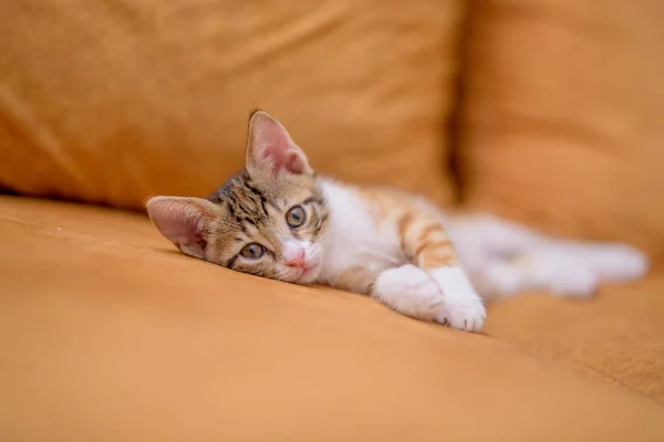 Closeup Shot Cute Kitten Lying Orange Sofa — Stock Photo, Image