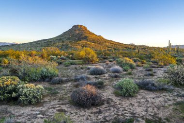 The image shows a view of the Sonoran desert in Scottsdale, Arizona with early morning light on the flowers and the mountain clipart