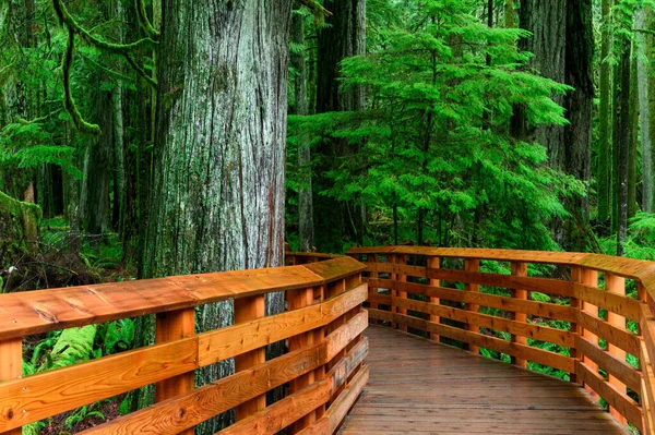 カナダのマクミラン州立公園の緑に囲まれた木製の歩道 — ストック写真