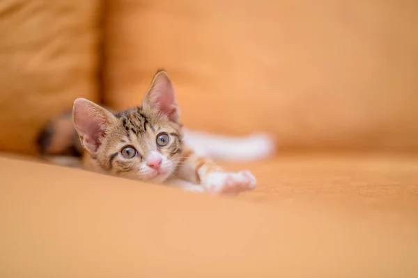 Closeup Shot Cute Kitten Lying Orange Sofa — Stock Photo, Image