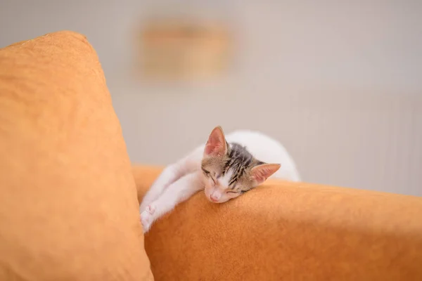 Closeup Shot Cute Kitten Sleeping Orange Sofa — Stock Photo, Image