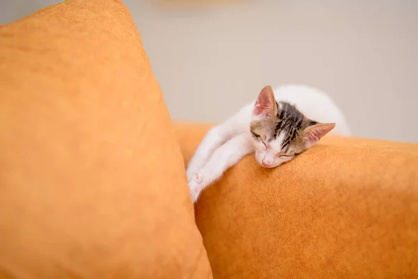 Closeup Shot Cute Kitten Sleeping Orange Sofa — Stock Photo, Image