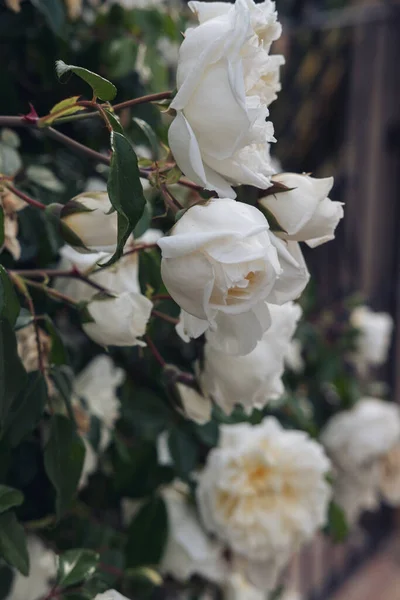 Eine Vertikale Nahaufnahme Schöner Weißer Gartenrosen — Stockfoto