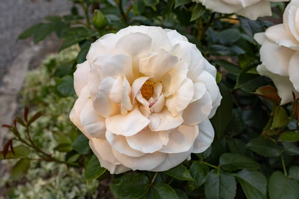 Eine Nahaufnahme Einer Weißen Rose — Stockfoto