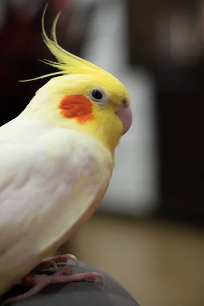 Sevimli Bir Papağanın Dikey Çekimi — Stok fotoğraf