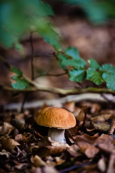 Een Verticaal Shot Van Een Wilde Schimmel Groeiend Een Bos — Stockfoto