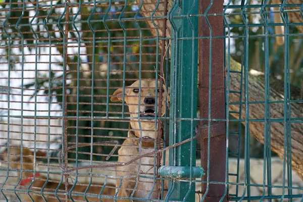 Dog Cage Blurred Background — Stock Photo, Image