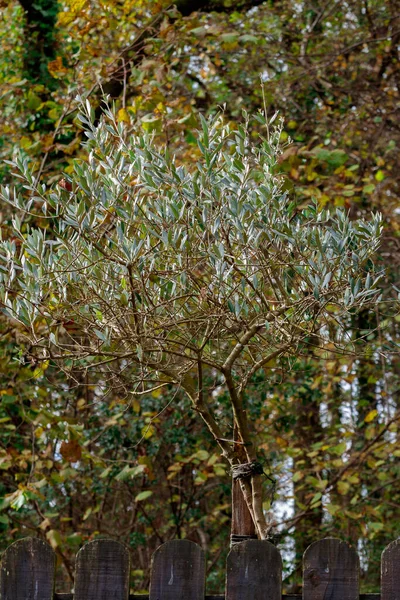 Een Verticaal Schot Van Een Helder Groene Boom Een Woud — Stockfoto