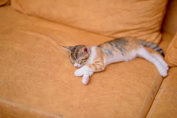 Ένα Κοντινό Πλάνο Ένα Χαριτωμένο Γατάκι Κοιμάται Έναν Πορτοκαλί Καναπέ — Φωτογραφία Αρχείου