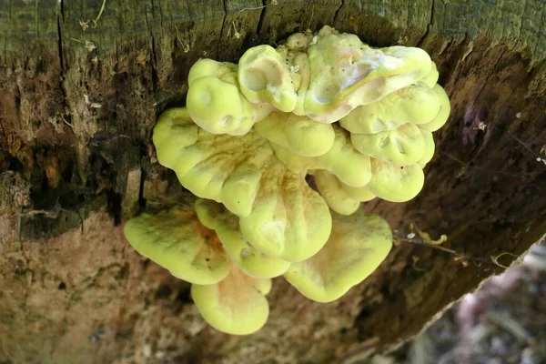 幹に緑がかった黄色の木のスポンジ真菌のクローズアップショット — ストック写真