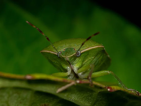 Μια Μακρο Φωτογραφία Ενός Πράσινου Εντόμου Ασπίδας Ένα Φύλλο — Φωτογραφία Αρχείου