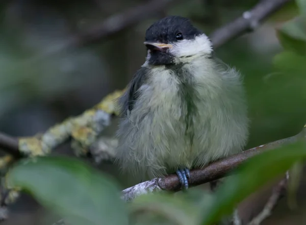 Closeup Shot Small Bird Blurred Background — Stock Photo, Image