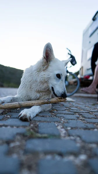 Vertical Shot White Dog Laying Ground Playing Stick — Stock Photo, Image