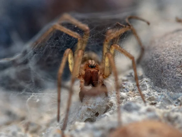 Tiro Close Uma Aranha Marrom Fundo Borrado — Fotografia de Stock