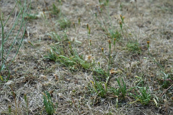 Kuru Bitkilerin Seçici Odak Noktası — Stok fotoğraf