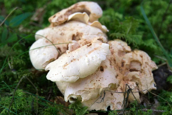 Foco Suave Cogumelos Velhos Podres Chão Floresta — Fotografia de Stock