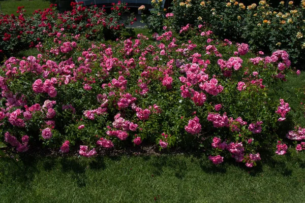 Μια Κοντινή Φωτογραφία Λουλούδια Έναν Κήπο — Φωτογραφία Αρχείου