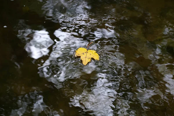 Une Feuille Jaune Surface Une Eau — Photo