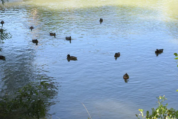 Tiro Aéreo Patos Nadando Lago Reflexo Luz Solar Água — Fotografia de Stock