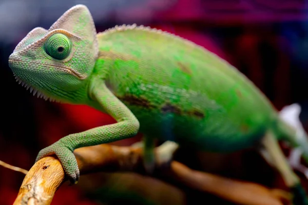 动物园里一只绿色变色龙的特写镜头 — 图库照片
