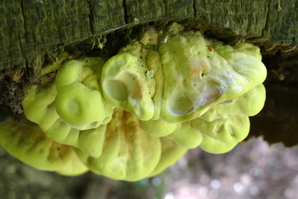 Closeup Shot Greenish Yellow Tree Sponge Fungus Tree Trunk — Stock Photo, Image