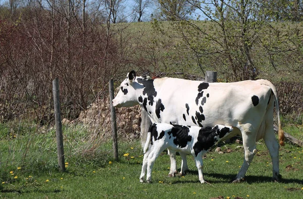 Holstein Med Nyfödd Kalv Bondgård — Stockfoto