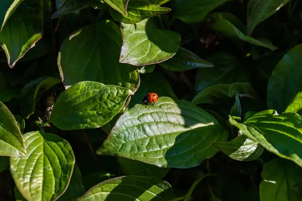 Small Red Ladybug Leaves — Stock Photo, Image