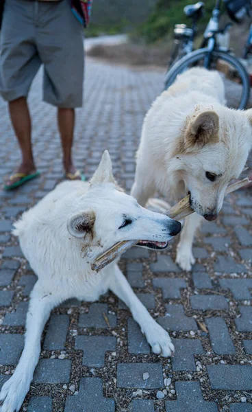 Colpo Verticale Due Cani Bianchi Che Giocano Insieme Con Bastone — Foto Stock