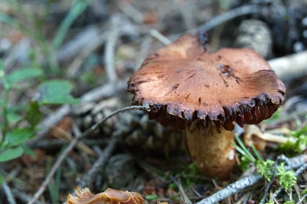 바닥에서 버섯의 부드러운 — 스톡 사진