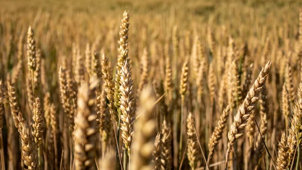 Крупный План Золотой Пшеницы Растущей Поле — стоковое фото