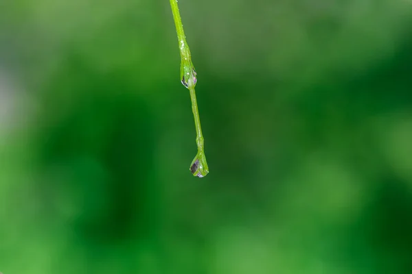 Крупный План Капель Воды Зеленой Ветке — стоковое фото