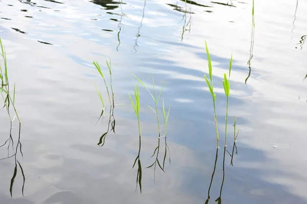 白天阳光下湖中生长的小草的特写 — 图库照片