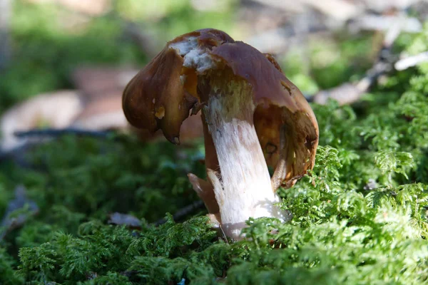 Een Zachte Focus Van Een Oude Rottende Paddenstoel Bosbodem — Stockfoto