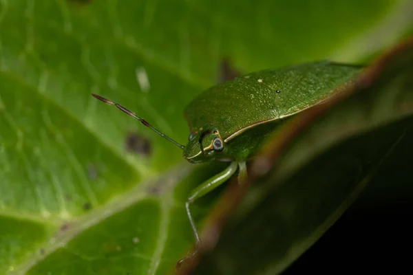 Una Macro Toma Insecto Escudo Verde Una Hoja — Foto de Stock