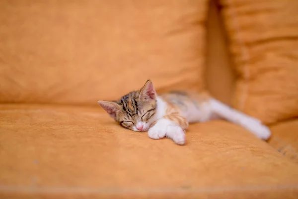 Closeup Shot Cute Kitten Sleeping Orange Sofa — Stock Photo, Image