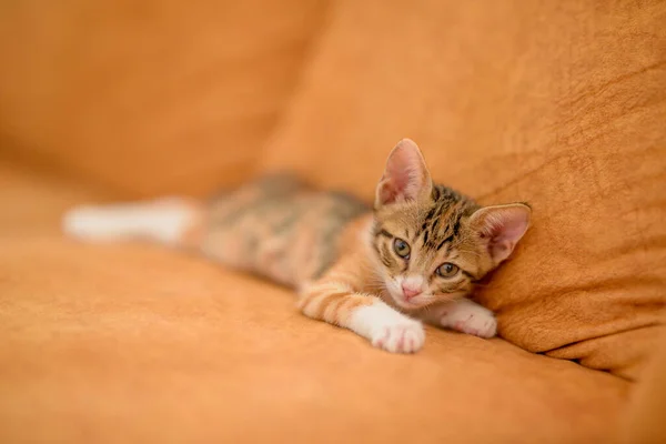 Närbild Söt Kattunge Som Ligger Orange Soffa — Stockfoto