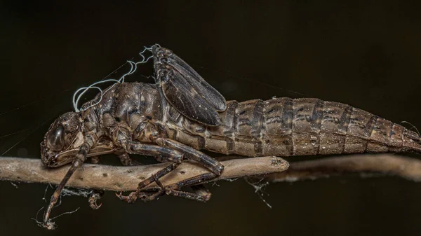 Makro Záběr Strašidelného Hmyzu Větvi — Stock fotografie